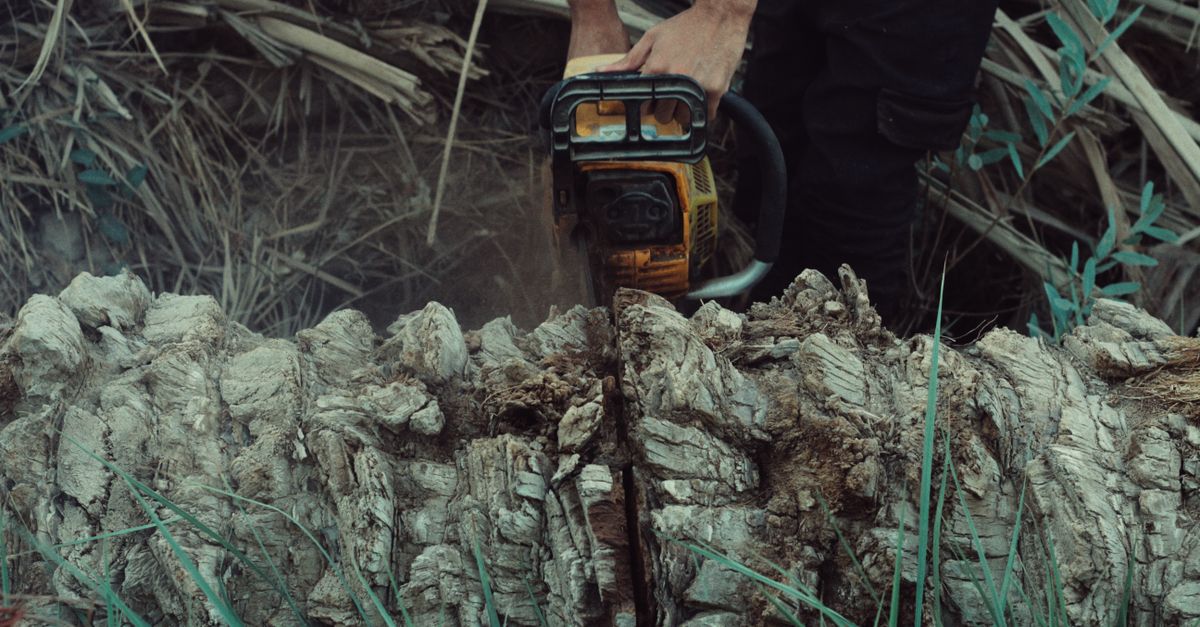 Best Practices for Safe Tree Cutting Techniques