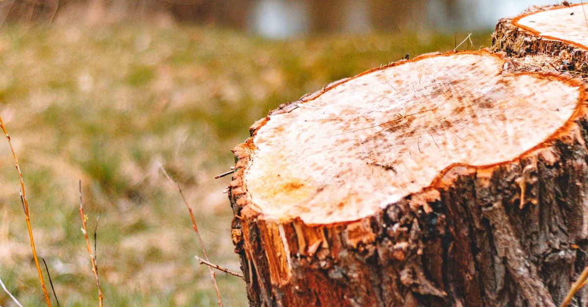Best Practices for Tree Removal in Urban Construction Sites