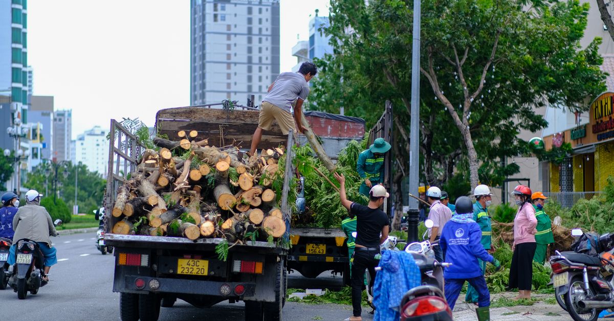 Choosing the Right Equipment for Stump Removal