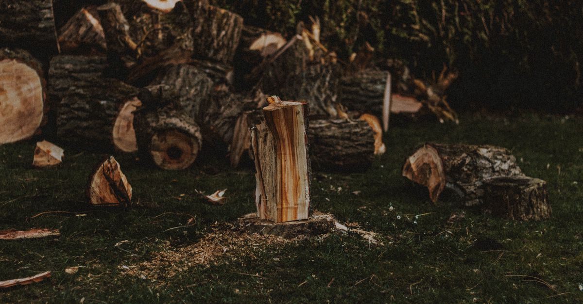 Community Benefits of Tree Preservation Initiatives