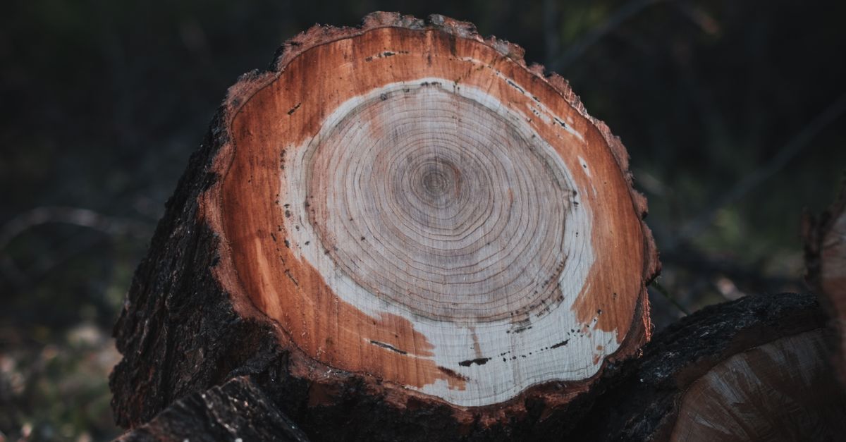 Emergency Tree Removal: What Homeowners Need to Know