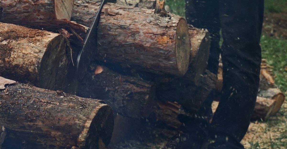 Enhancing Biodiversity with Melbourne's Native Trees