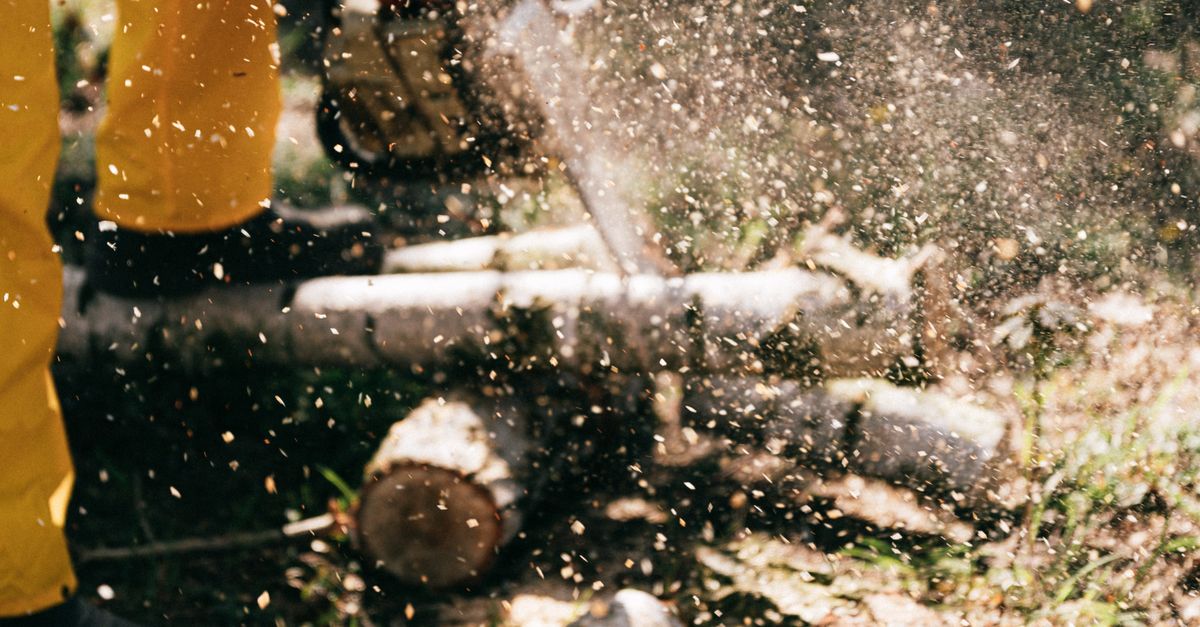 Enhancing Curb Appeal Through Proper Tree Pruning