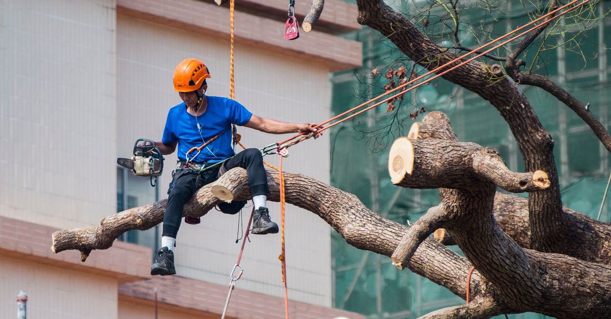 Essential Considerations When Removing Trees for New Infrastructure