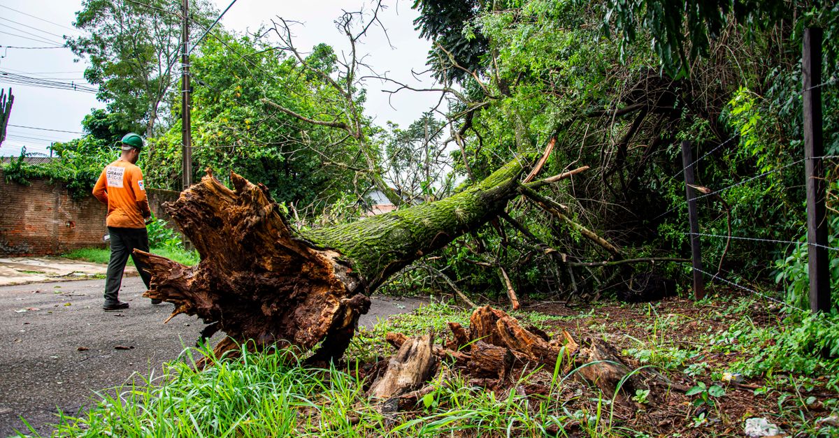 Evaluating the Ecological Consequences of Tree Removal in Melbourne