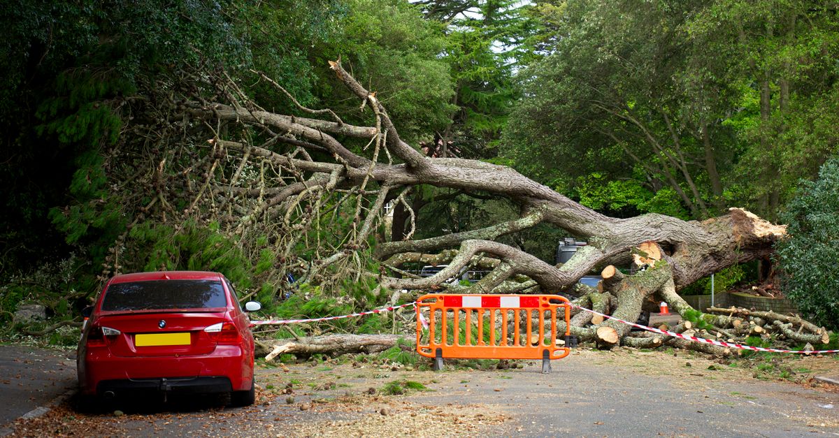 How Arborists Can Support Sustainable Business Practices