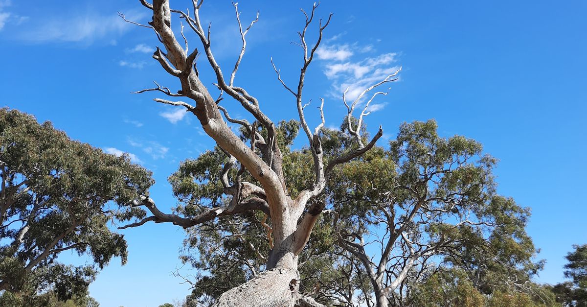 How Emergency Tree Services Can Prevent Property Damage