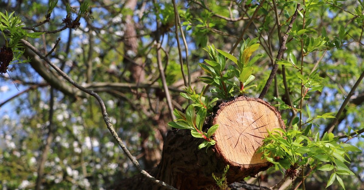 How to Identify Tree Hazards Before an Emergency Strikes