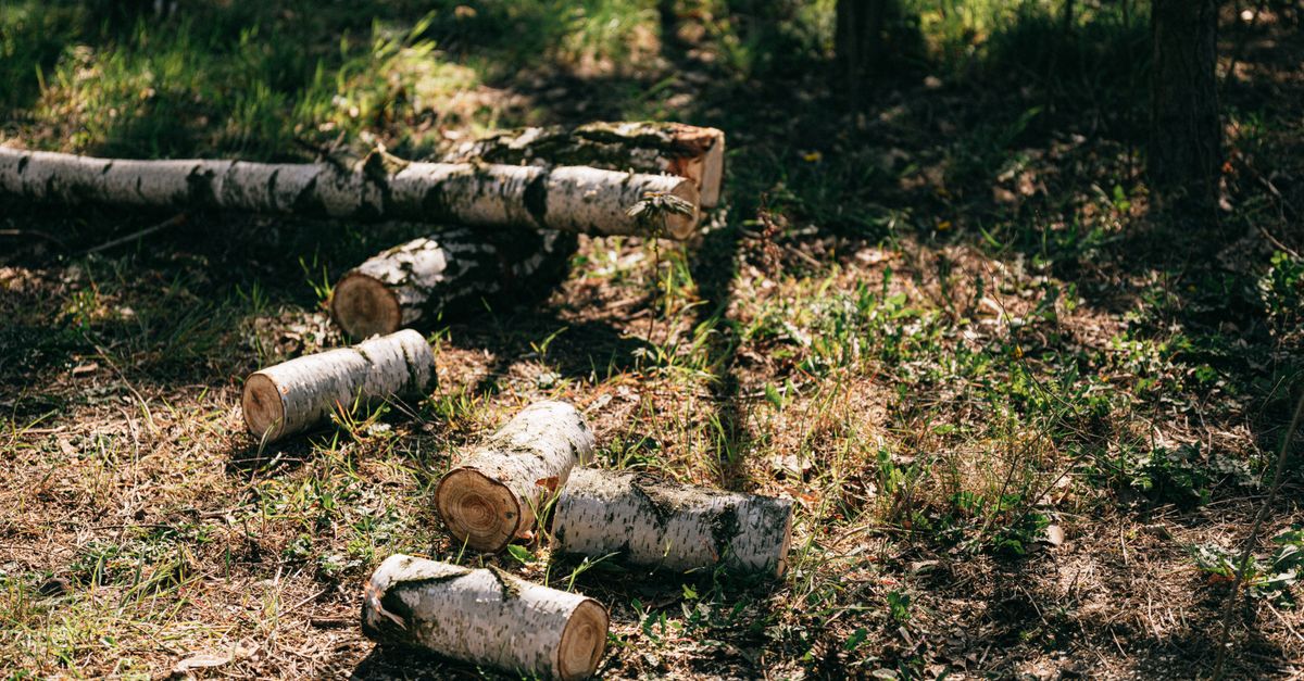 How to Select the Best Location for New Trees