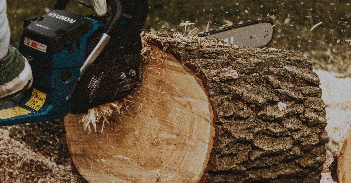 Identifying Dangerous Trees on Your Property in Melbourne
