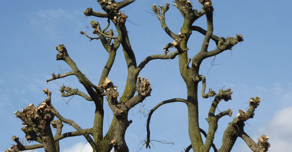 Incorporating Fruit Trees into Your Residential Landscape