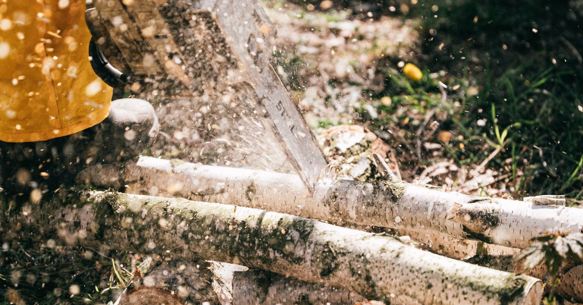 Integrating Native Trees into Melbourne's Urban Planning
