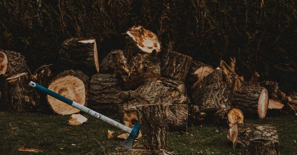 Key Strategies for Effective Tree Health Assessment