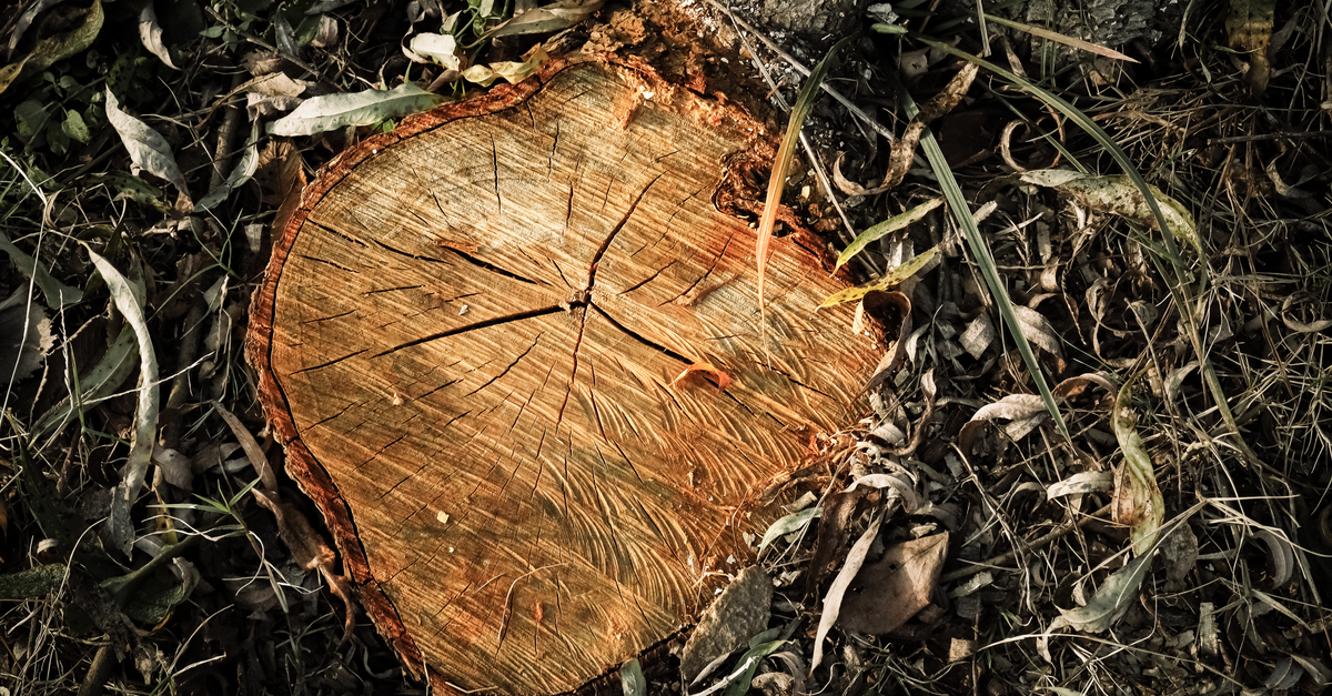 Long-term Tree Management Plans for Urban Areas