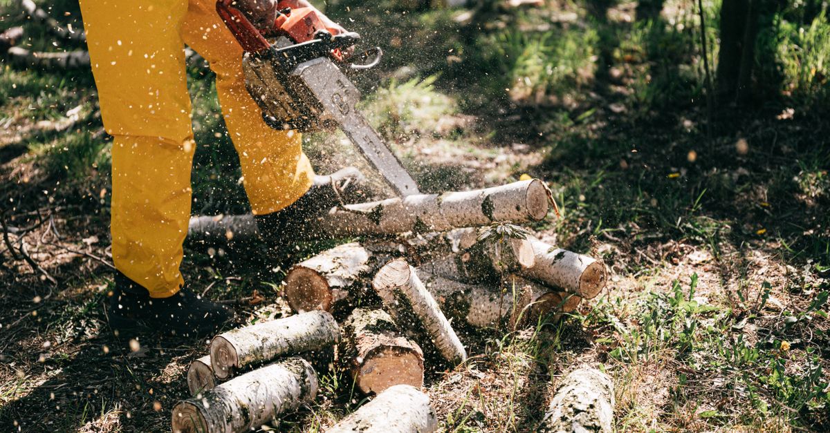 Navigating Local Regulations with Arborist Expertise