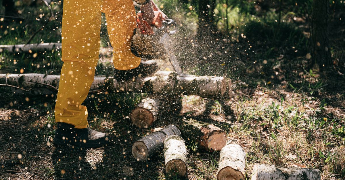 Regulations Surrounding Tree Removal for Building Developments