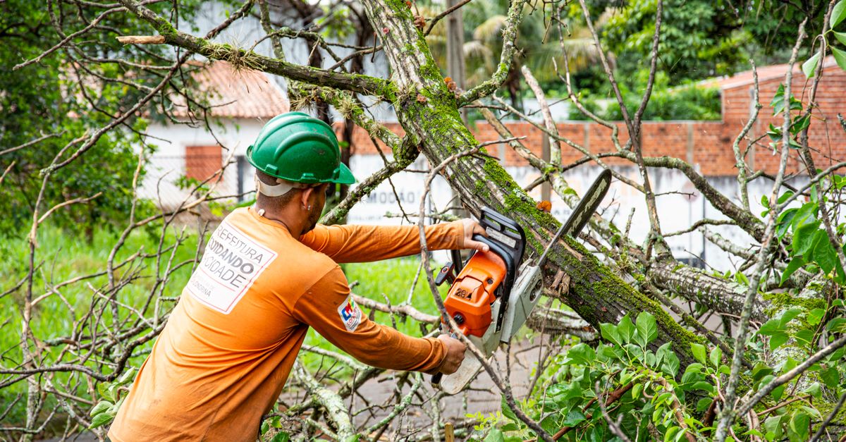 Safety Considerations When Grinding Stumps at Home