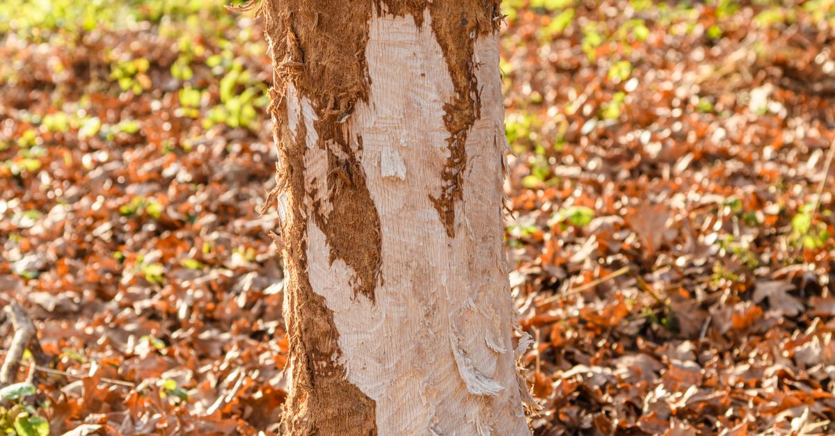 Safety Considerations When Pruning Trees in Residential Spaces
