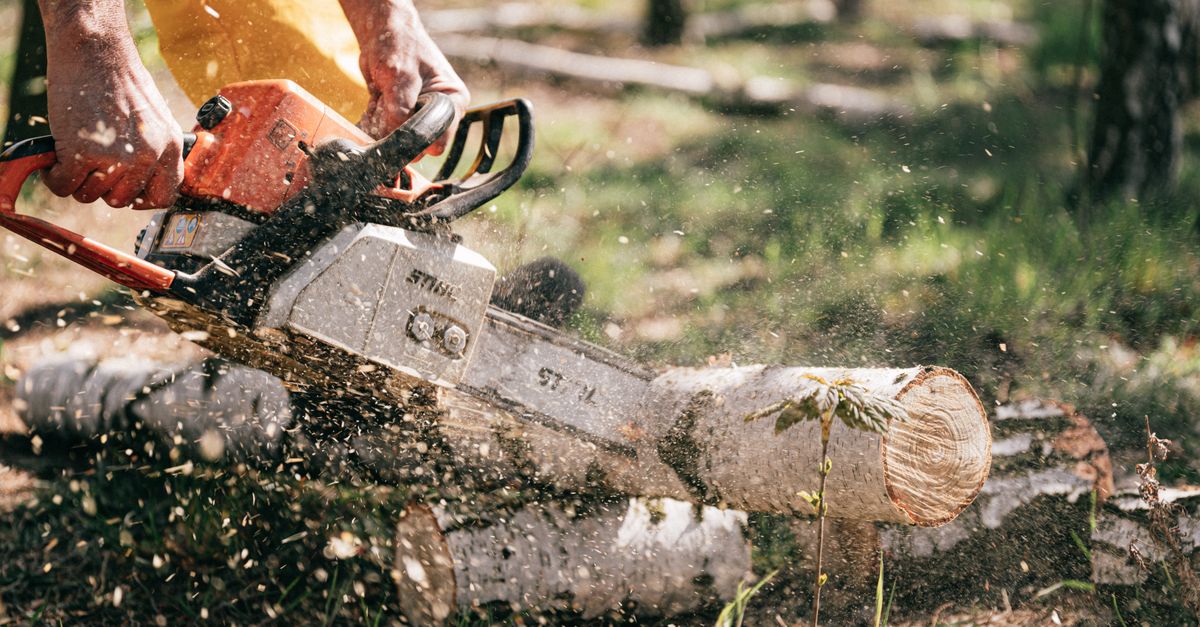 Signs You Need Professional Help for Stump Removal