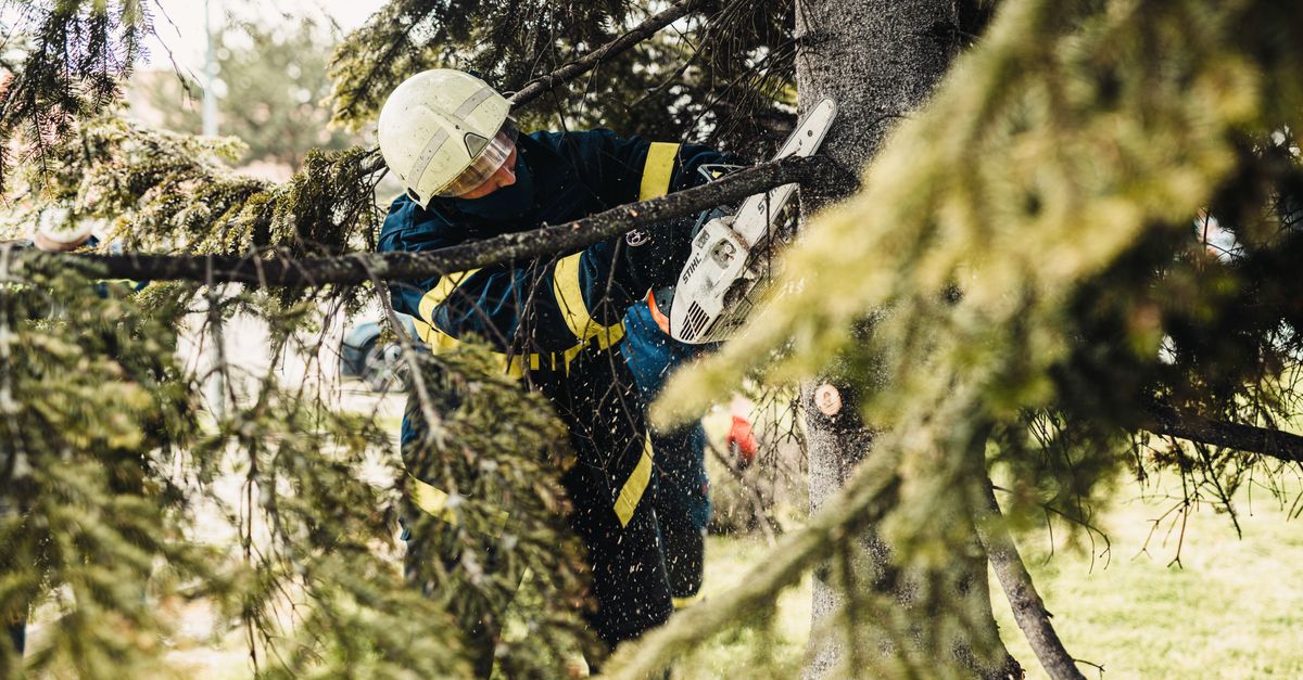 Signs Your Trees Need Immediate Pruning and Attention