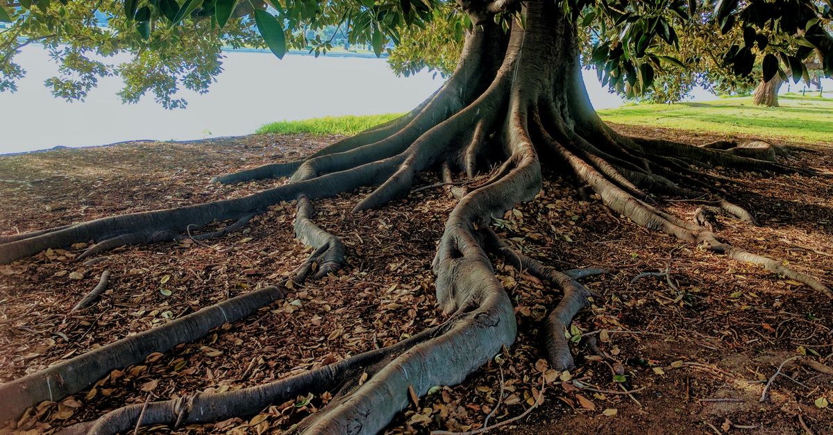 Steps for Successful Tree Replacement in Residential Areas