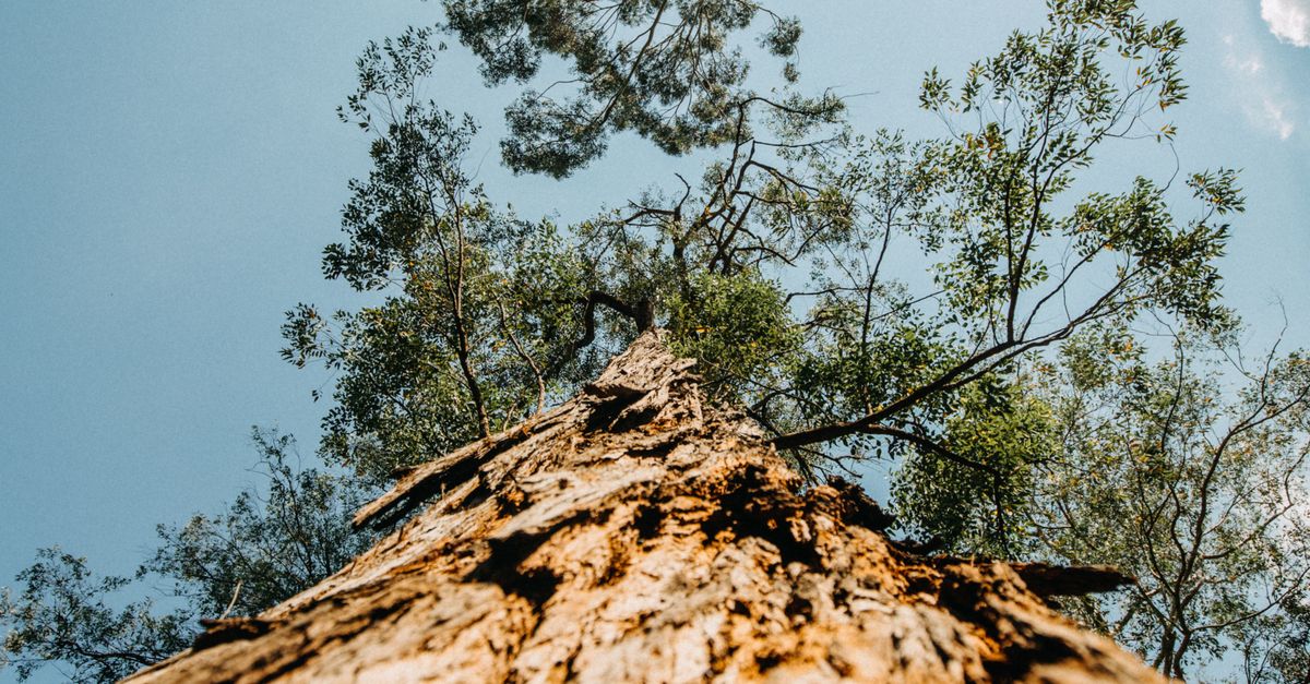 Strategies for Boosting Tree Canopy Cover in Melbourne's Residential Zones