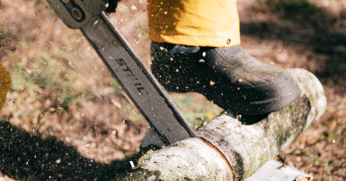 The Benefits of Regular Arborist Consultations for Landowners