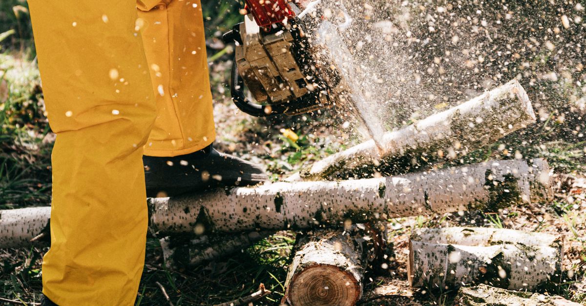 The Economic Advantages of Maintaining Healthy Trees
