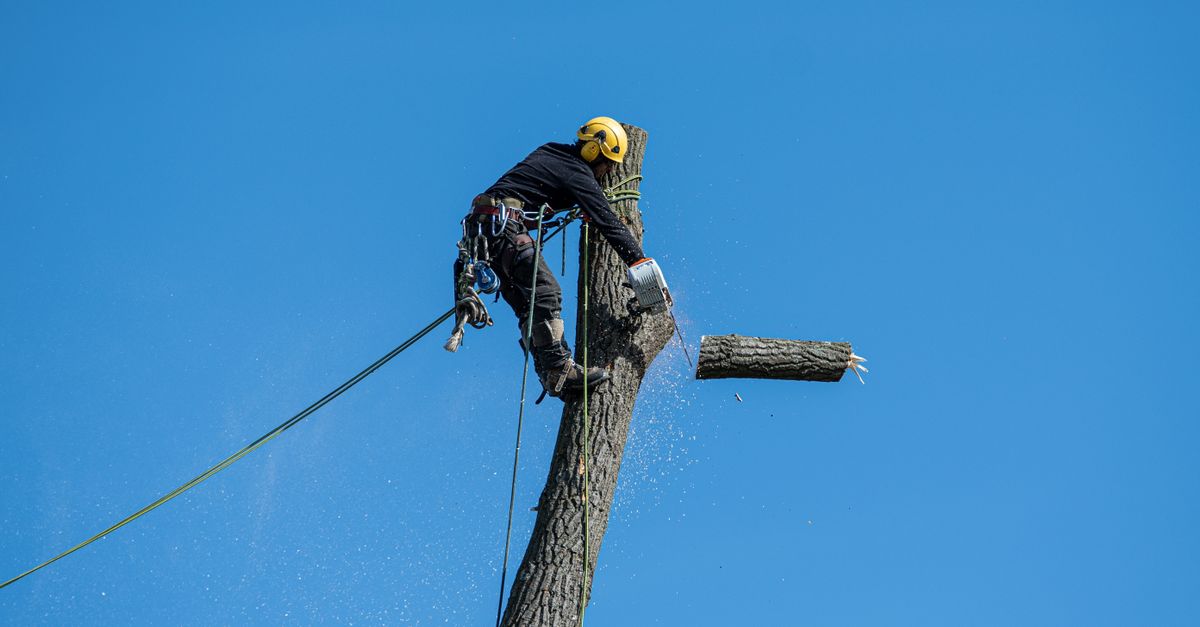 The Importance of Regular Tree Inspections for Homeowners