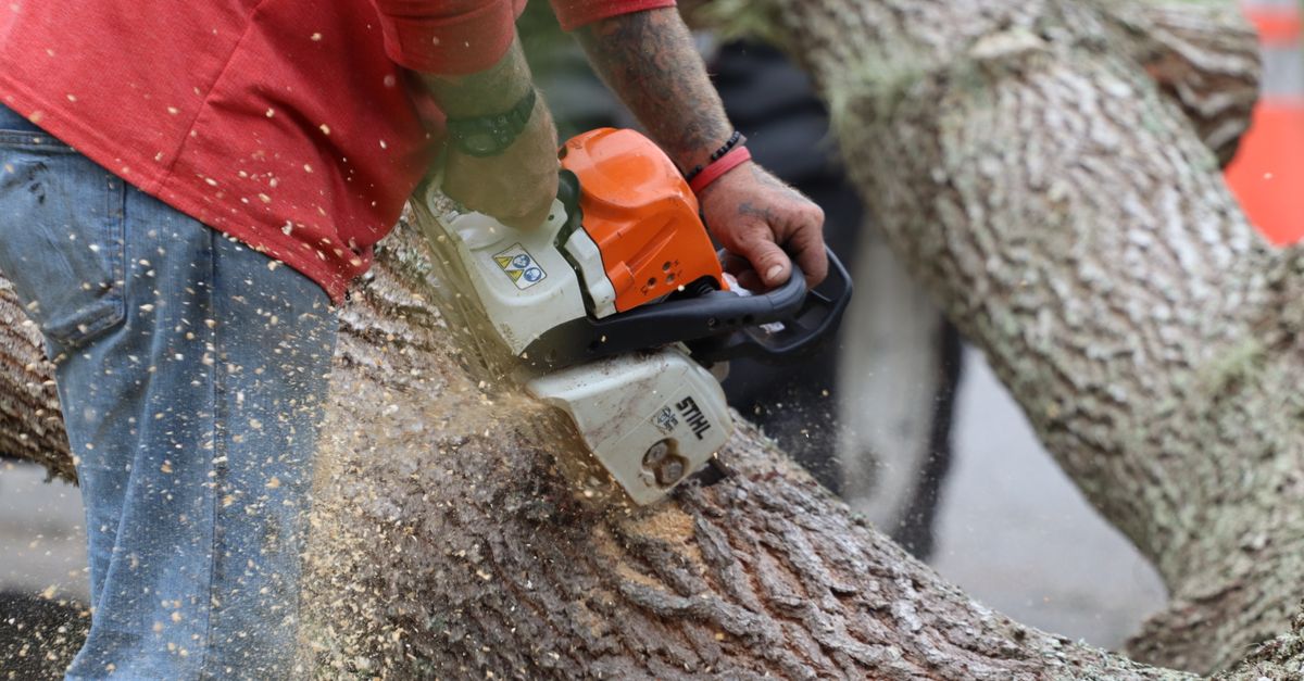 The Importance of Year-Round Tree Health Monitoring for Emergencies
