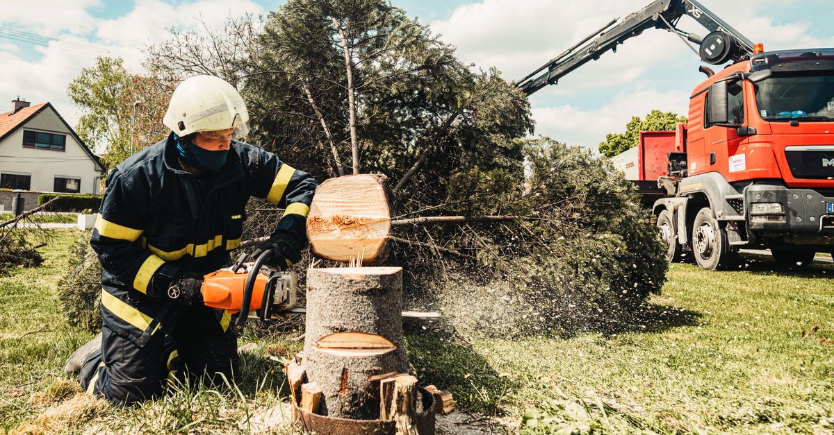 The Link Between Tree Preservation and Mental Wellbeing