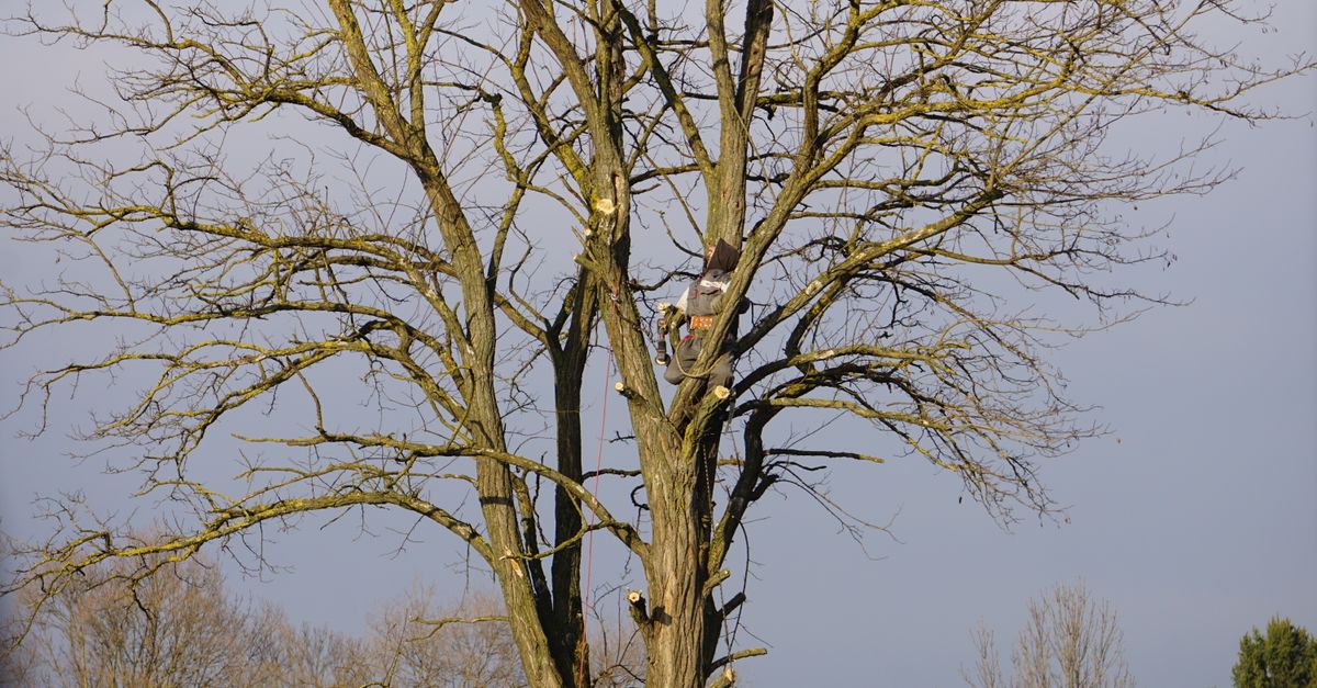 The Role of Arborists in Construction-Related Tree Removal