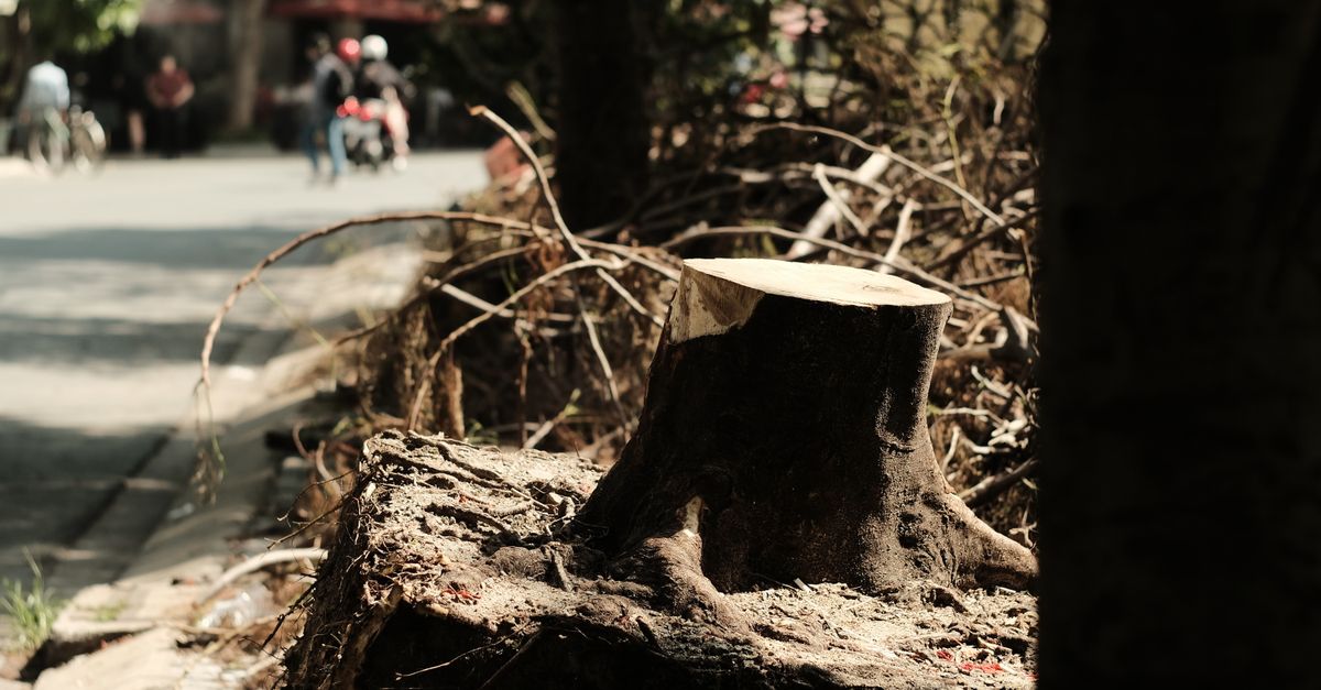 The Role of Arborists in Enhancing Commercial Landscapes