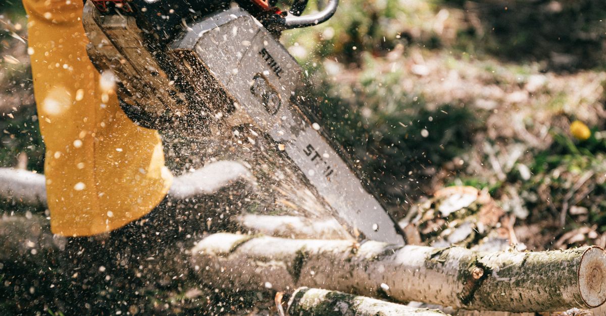 The Role of Community Engagement in Tree Planting Initiatives