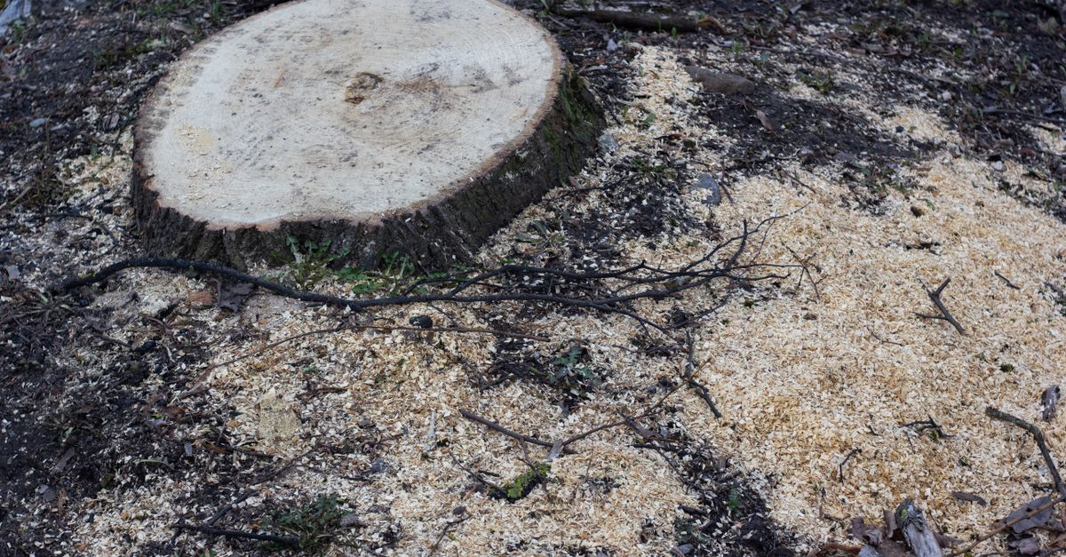 The Role of Tree Canopies in Climate Regulation for Melbourne Residents