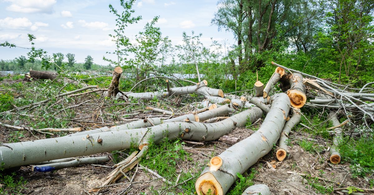 Timing Considerations for Tree Removal Prior to Construction