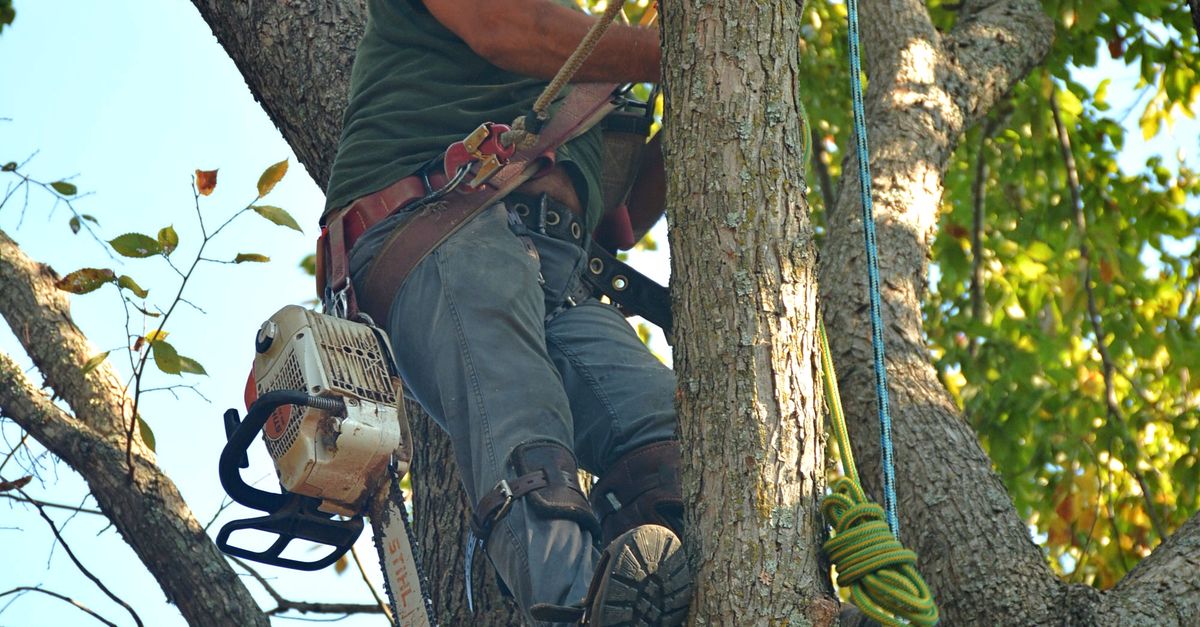 Tree Care Essentials for Office Complexes