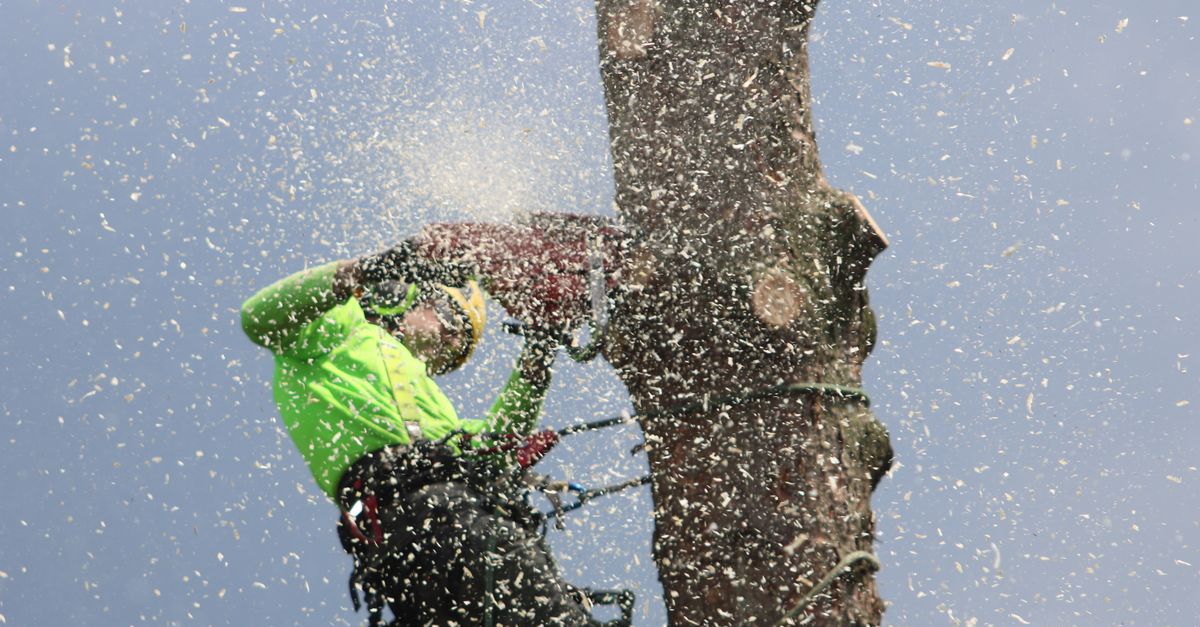 Understanding the Needs of Urban Trees in Business Areas