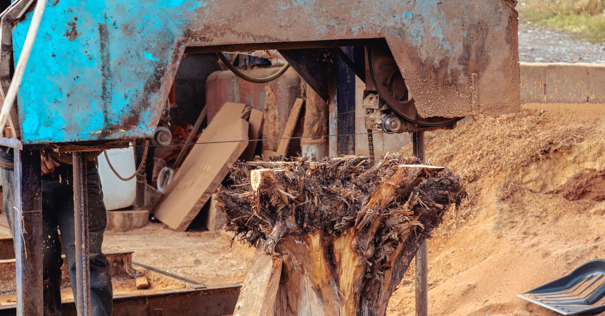 Understanding Tree Risk Management for Businesses